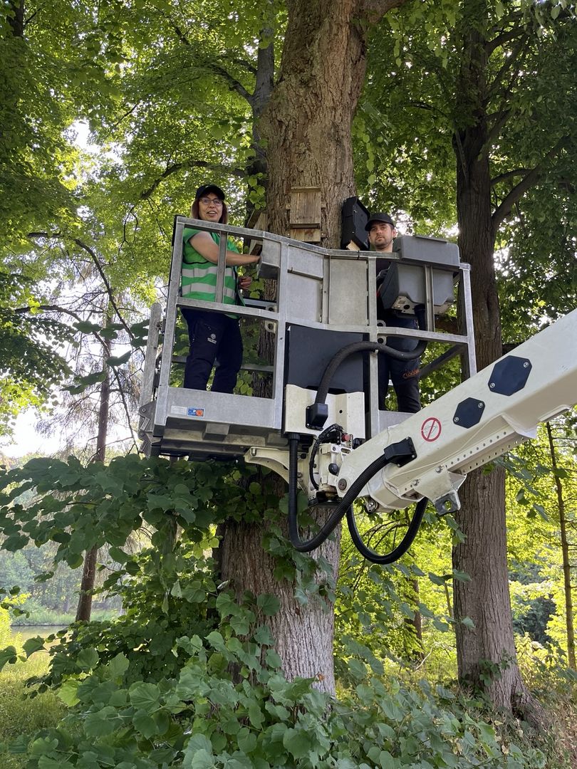 Fledermäuse sind gefährdert und leiden unter Wohnungsnot. Deshalb hat der BUND Unterweser zusammen mit dem Gartenbauamt jetzt Fledermauskästen im Bürgerpark Bremerhaven aufgehängt.