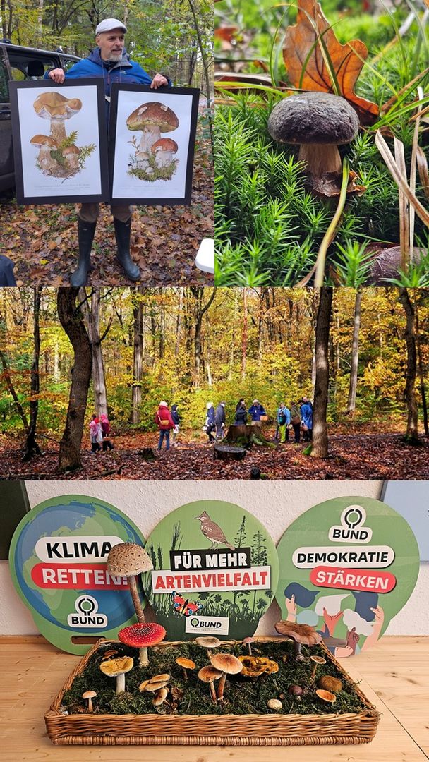 Fotoacollage: Ein Mann hält Tafeln mit Pilzarten hoch, ein Pilz auf dem Waldboden, eine Gruppe Menschen im Wald und ein Korb voller verschiedener Pilzsorten