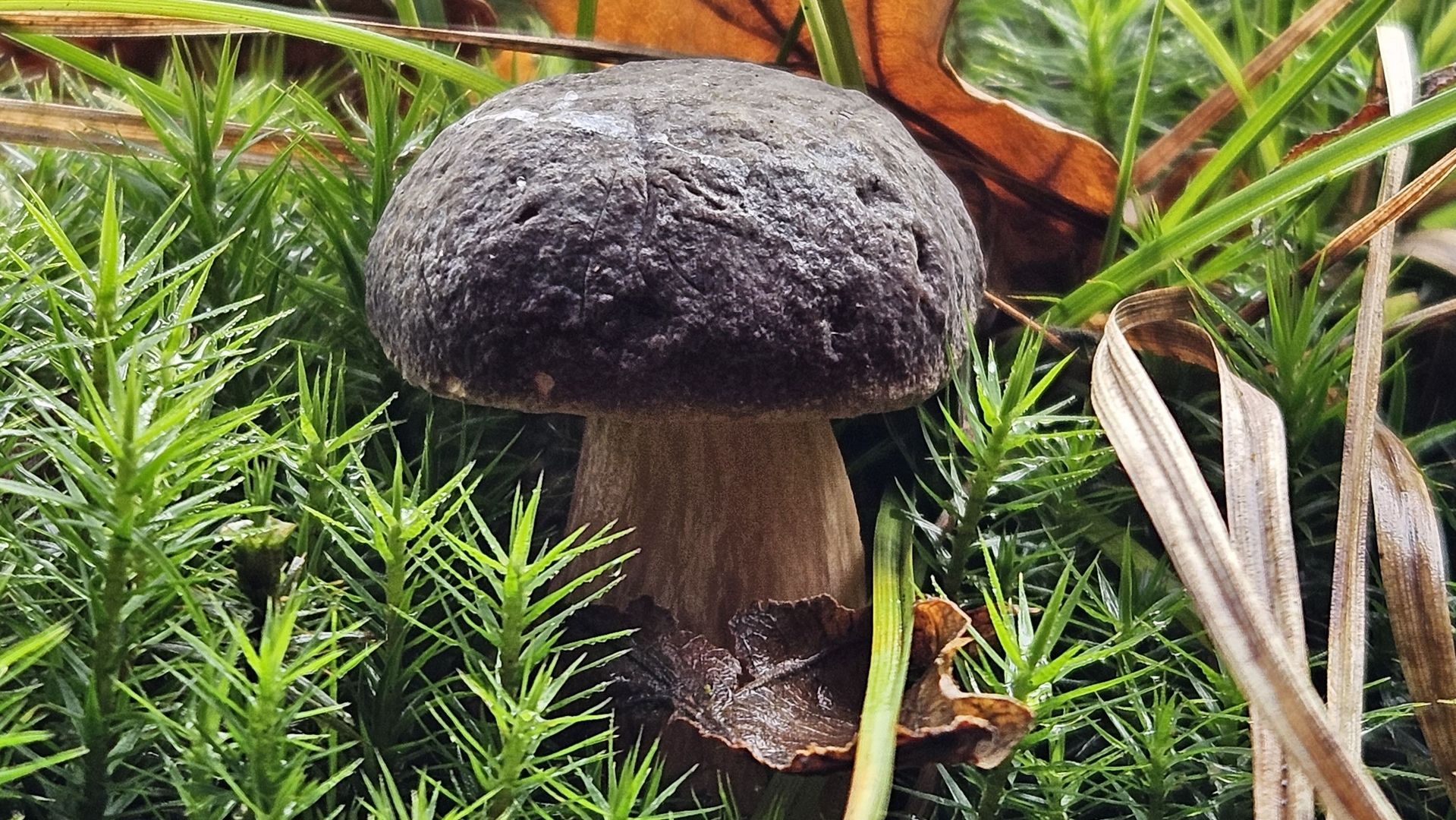 Das Bild zeigt einen Pilz inmitten von Moos auf Waldboden. An dem Pilz lehnt ein vertrocknetes, braunes Blatt.